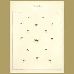 Curculio Beetles (I)