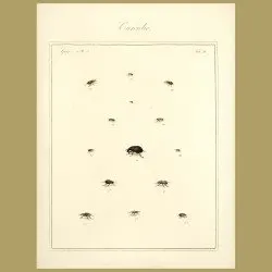 Curculio Beetles (III)