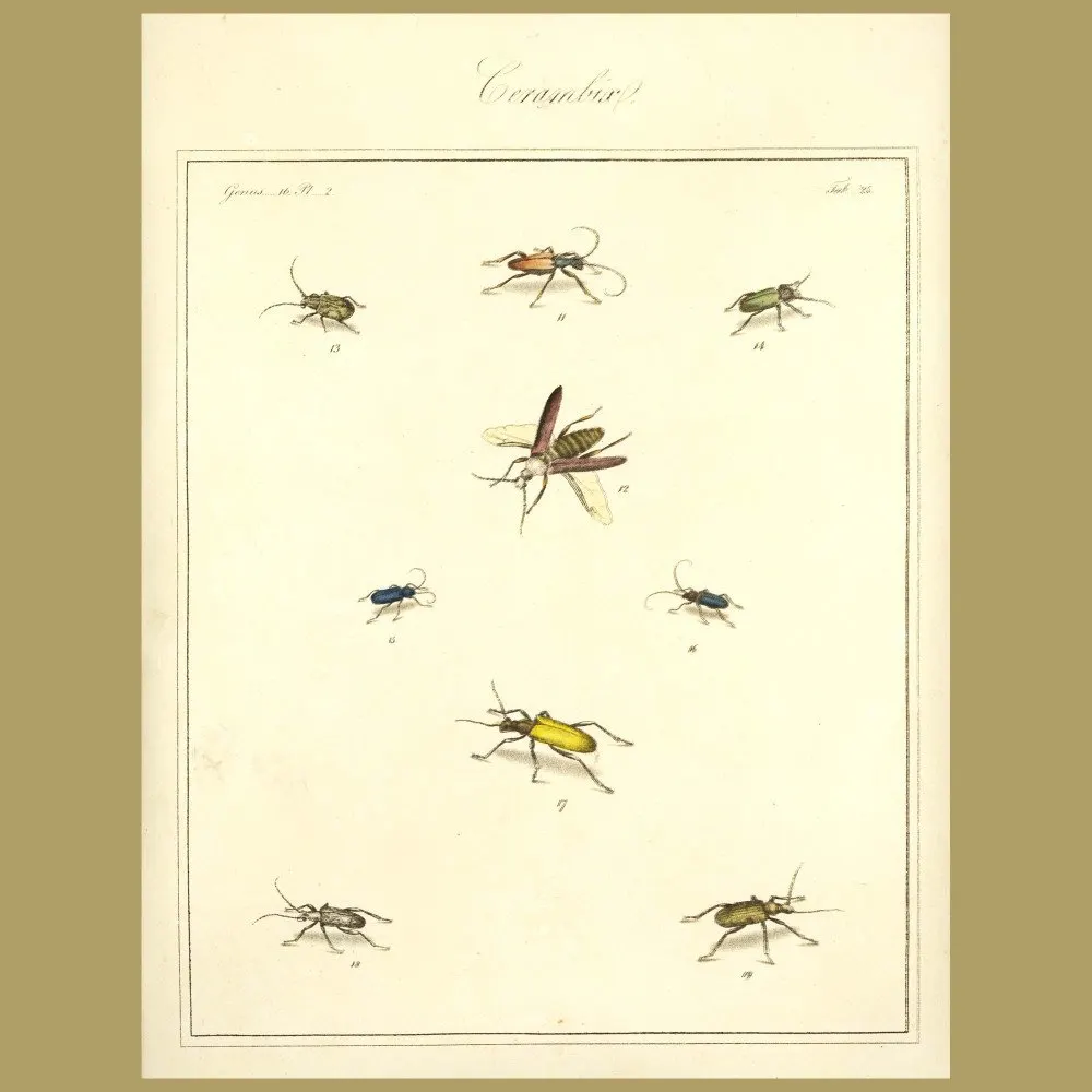 Antique print. Cerambix Beetles (II)
