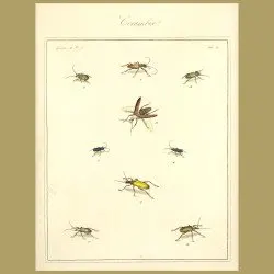 Cerambix Beetles (II)