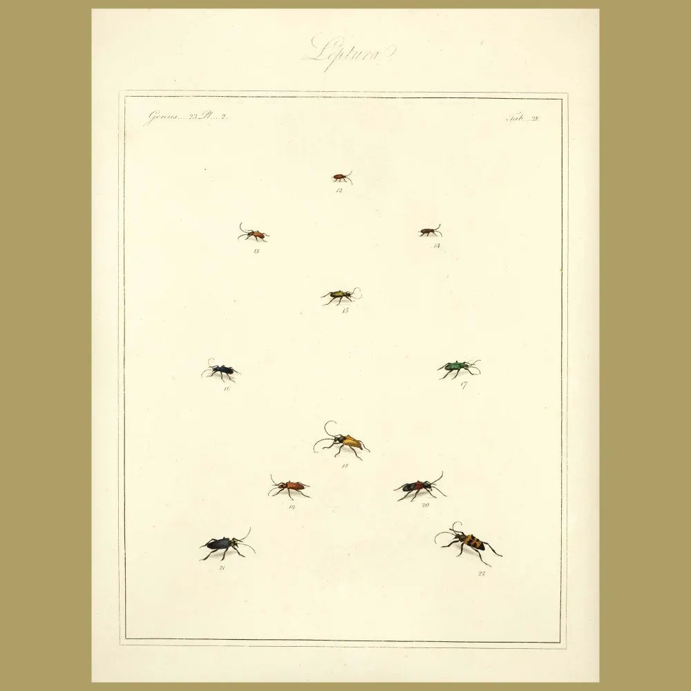 Antique print. Leptura Beetles