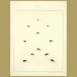 Leptura Beetles