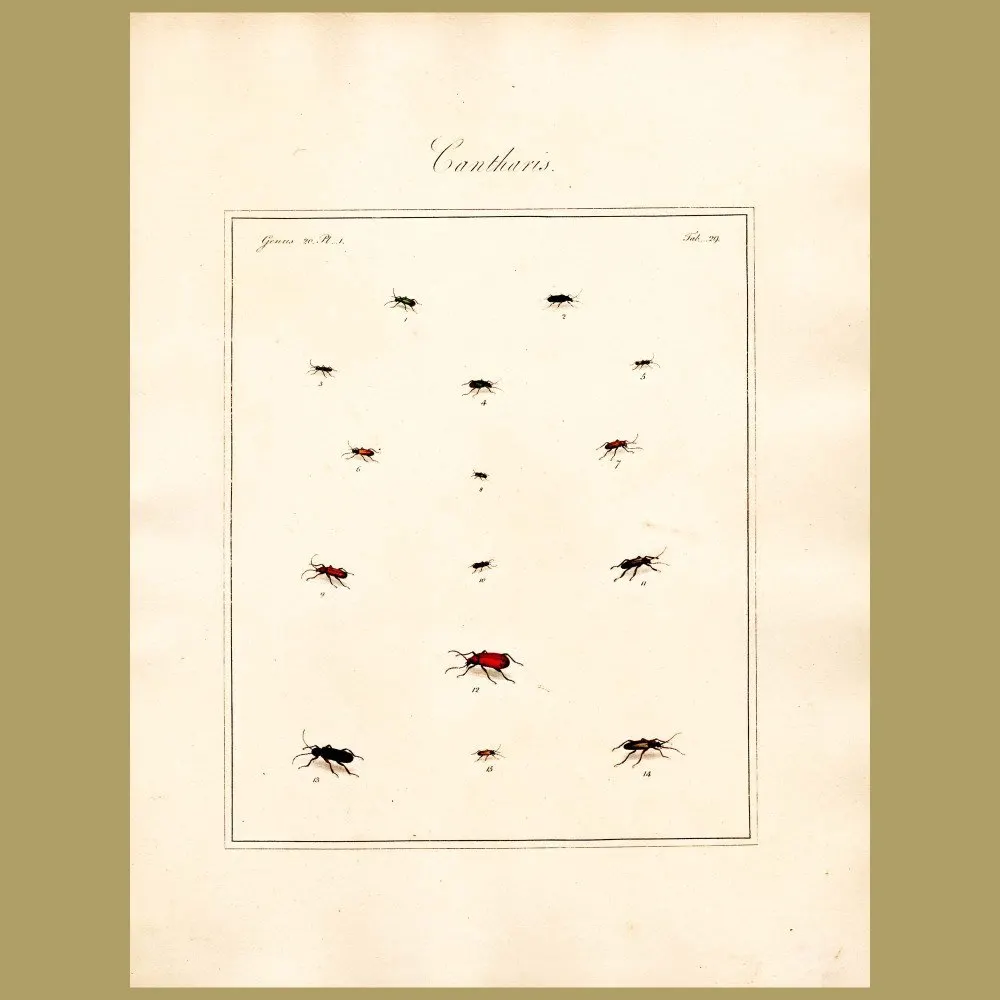 Antique print. Cantharis Beetles