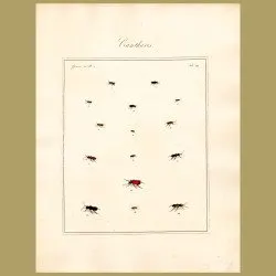 Cantharis Beetles