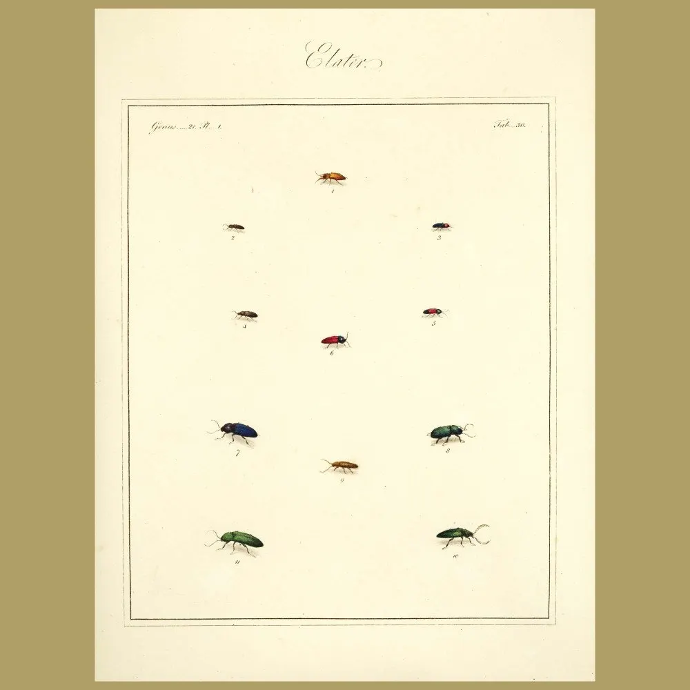 Antique print. Elater Beetles