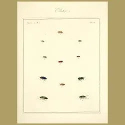Elater Beetles