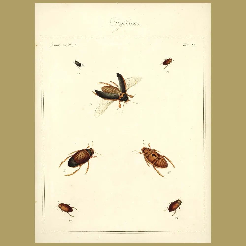 Antique print. Water Boatmen - Drytiscus Beetles (III)