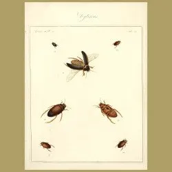 Water Boatmen - Drytiscus Beetles (III)