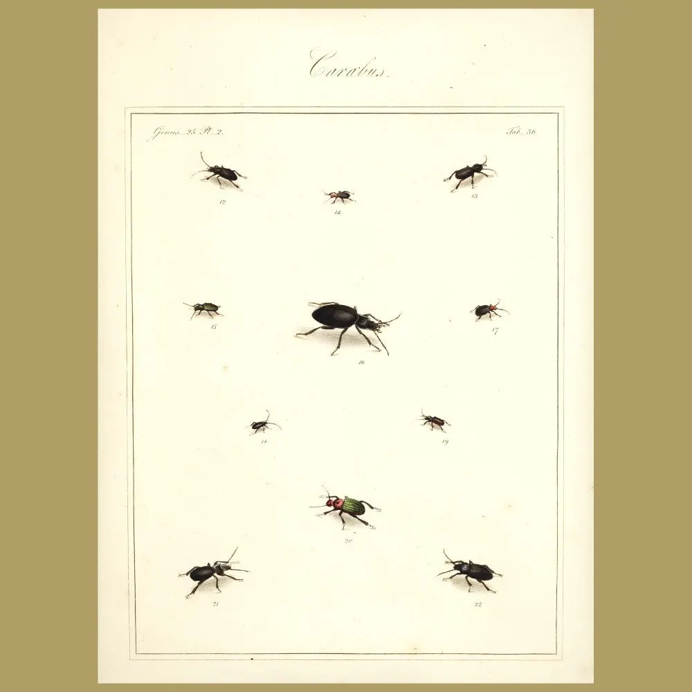 Antique print. Carabus Beetles