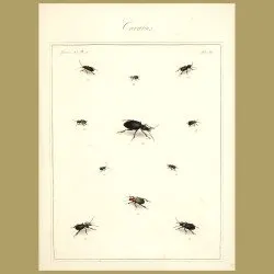 Carabus Beetles