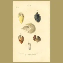 Snail Or Spiral Shells