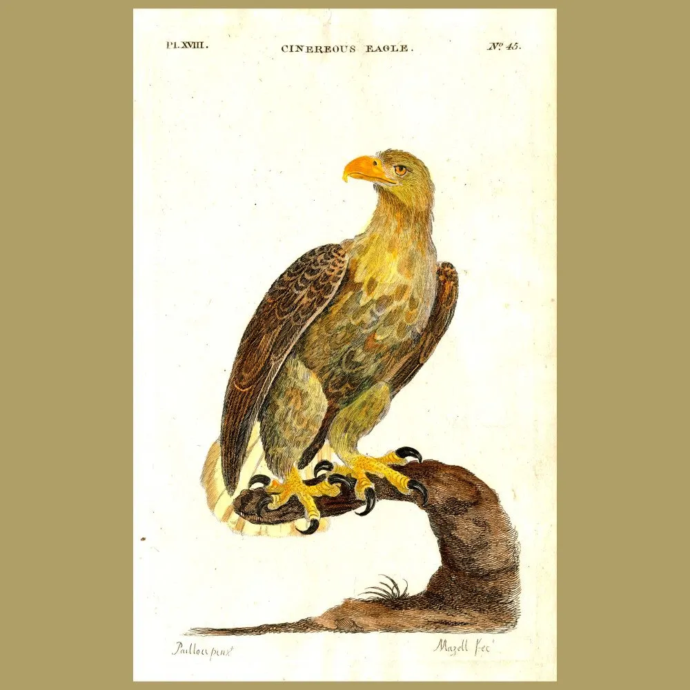 Antique print. White-tailed Sea Eagle