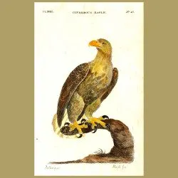 White-Tailed Sea Eagle