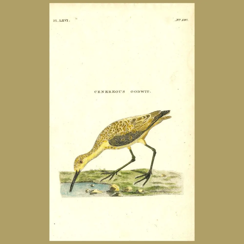 Antique print. Cenereous Godwit