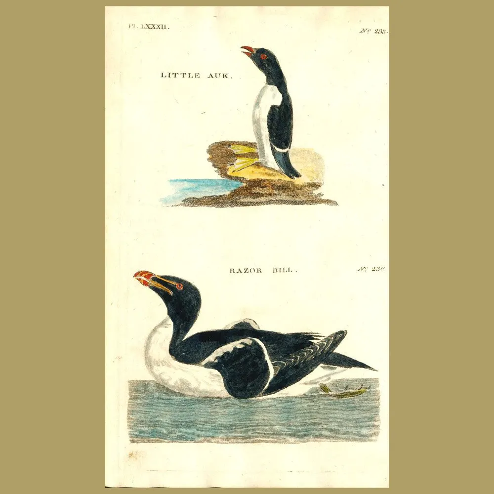 Antique print. Little Auk and Razorbill