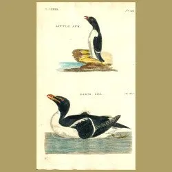 Little Auk And Razorbill