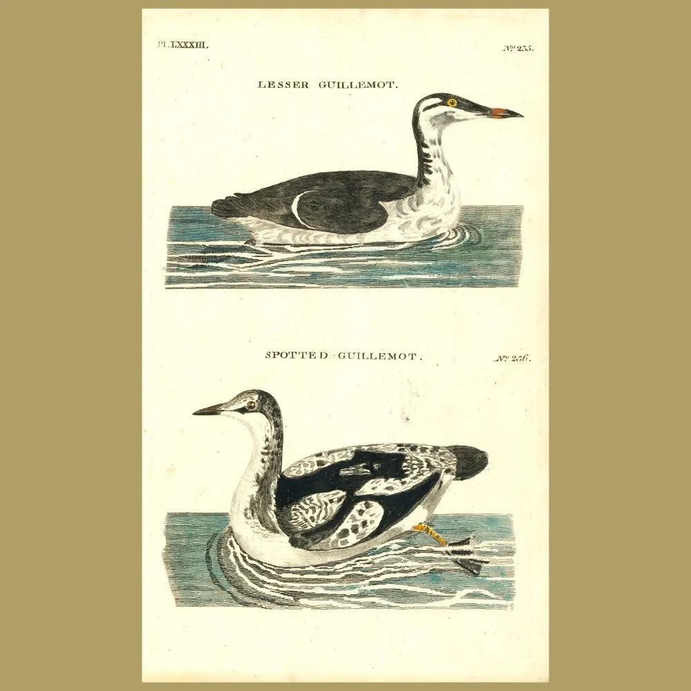 Antique print. Lesser Guillemot and Spotted Guillemot