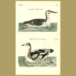 Lesser Guillemot And Spotted Guillemot