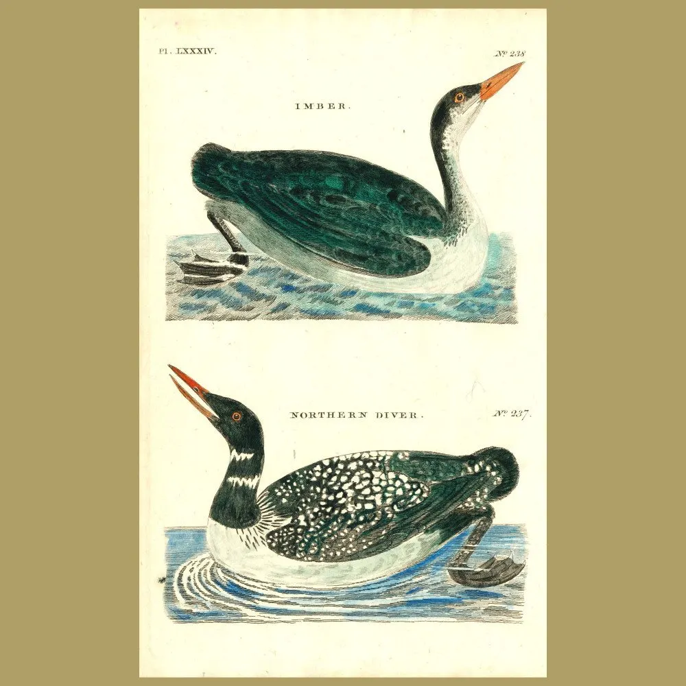 Antique print. Imber and Northern Diver