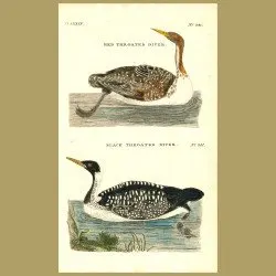 Red-Throated Diver And Black-Throated Diver