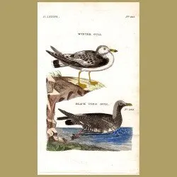 Winter Gull And Black-Toed Gull