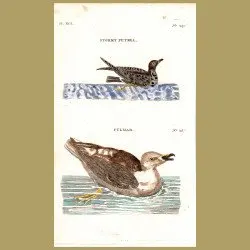 Stormy Petrel And Fulmar