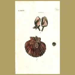 Goose Barnacles and Clam shell