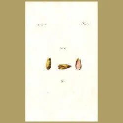 Dubious Myas shells