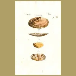 Fragile, Depressed and Carnation Telline's shells