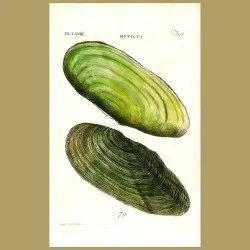 Duck Mussel