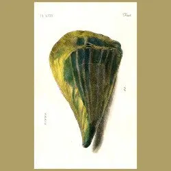 Brittle Nacre shells
