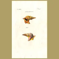 Corvorant's Foot Strombus shells
