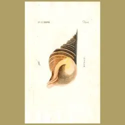 Angulated Murex shell