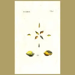Buccina and Murices shells