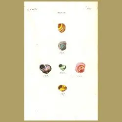 Grery, Mottled and Shrub Snail shells