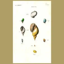 Lake, Mud and Ear Snail shells