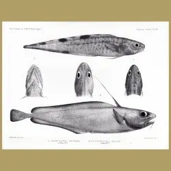 Black-Edged Cuck Eel And Morid Cod