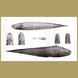 Abbysal Assfish, Cusk Eel And Ray-Finned Fish