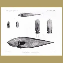 Cusk Eel