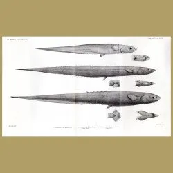 Southern Ribbonfish, Short-Fin Spiny Eel