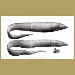 Grey Cutthroat, Deepwater Arrowtooth Eel