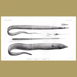 Duck-Billed Eel, Bean's Saw-Tooth Eel, Short-Dorsal Cutthroat Eel
