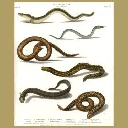 Ornate Eels