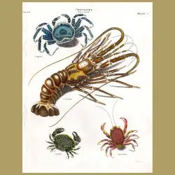 Lobster And Crabs