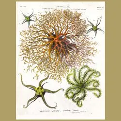 Sea Stars