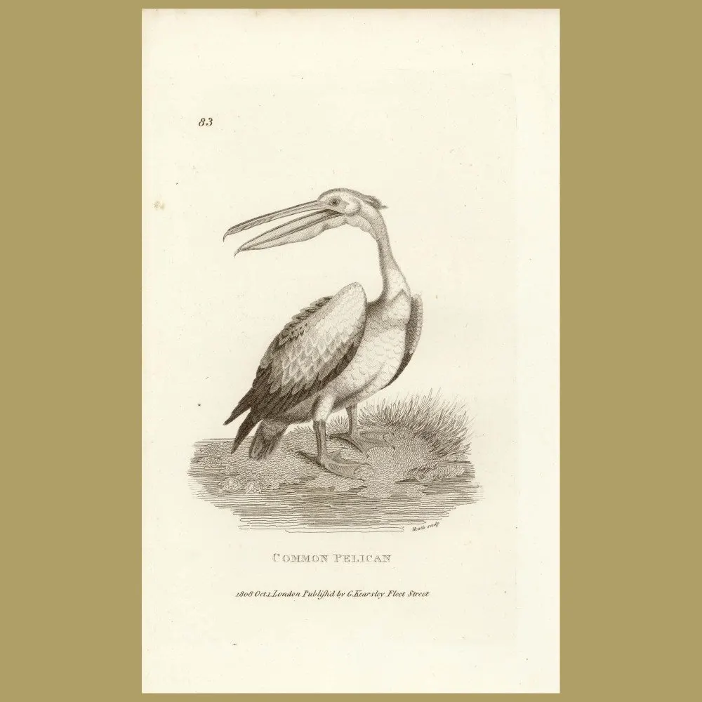 Antique print. Common Pelican