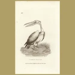 Common Pelican