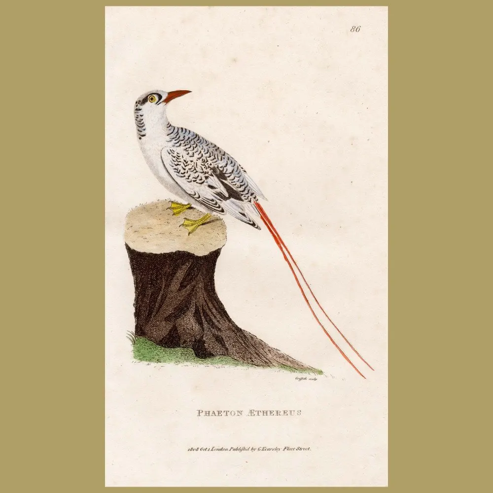 Antique print. Tropic Bird