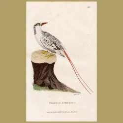 Tropic Bird