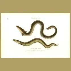 Conger Eel And Common Eel